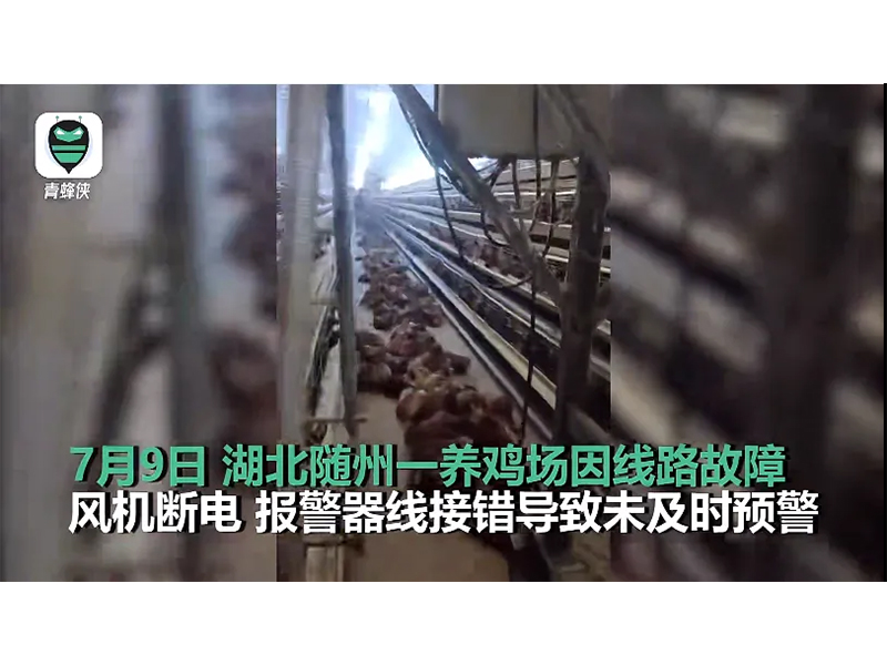 4000只雞被熱死！湖北養(yǎng)雞場(chǎng)停電故障給我們的啟示
