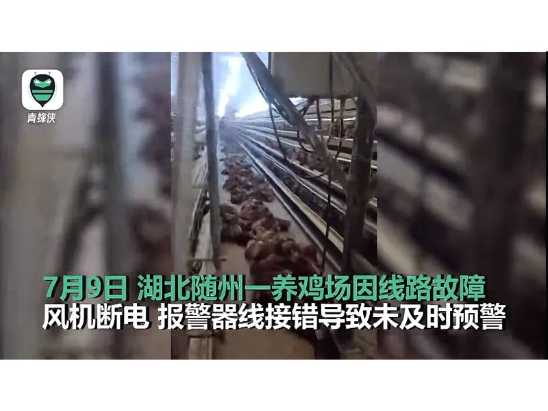 4000只雞被熱死！湖北養(yǎng)雞場停電故障給我們的啟示